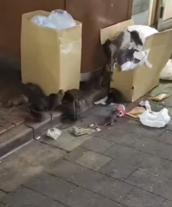 日本东京街头鼠患严重!根本不怕人 有迪拜女游客脚被咬出血