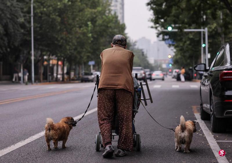 中国首批丁克族进入老年,“无子女养老”引发中国舆论关注。图为北京街头,一名遛着两条狗的老人。(路透社)