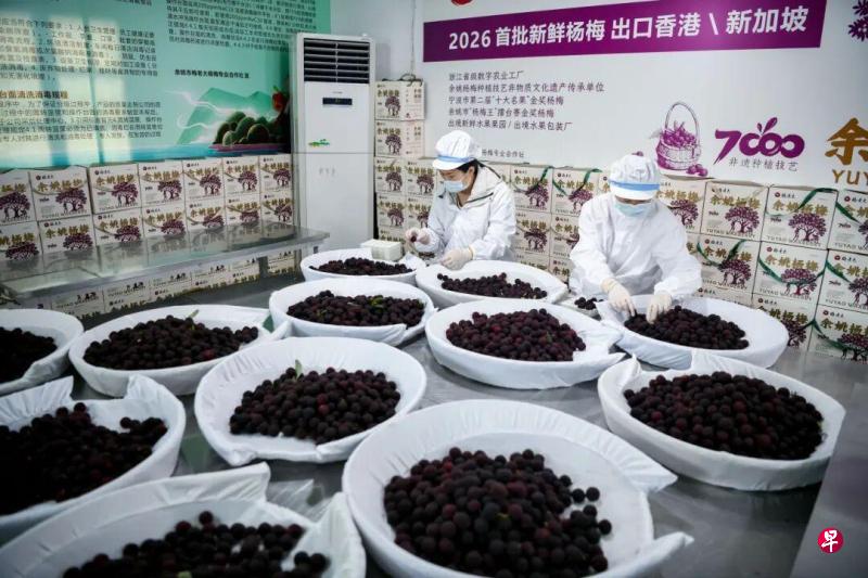 中国福建省漳州市被曝光存在违规使用添加剂浸泡杨梅问题后,当地官方立案调查,五名涉案人员被刑事拘留。图为来自浙江宁波余姚市丈亭镇的大棚杨梅。(中新社)